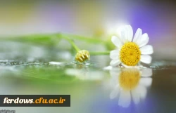 شهادت بنت الهدی صدر