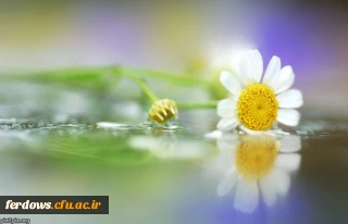 19 فروردین روز شهادت شهید بنت الهدی صدر