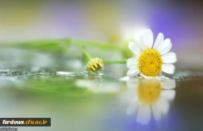 19 فروردین روز شهادت شهید بنت الهدی صدر