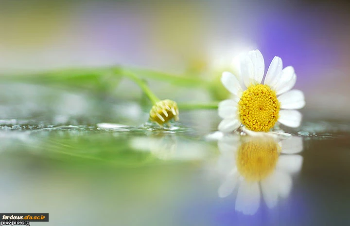 شهادت بنت الهدی صدر